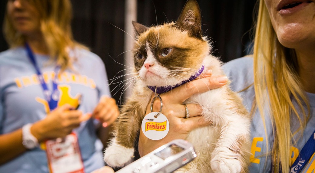 Grumpy Cat outearns 26 NHL franchises